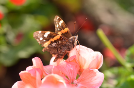 天竺葵唯美图片