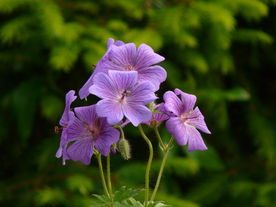 天竺葵唯美图片