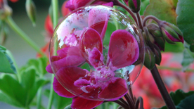 天竺葵唯美图片