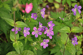 天竺葵唯美图片