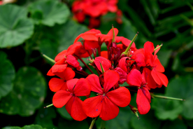 天竺葵唯美图片