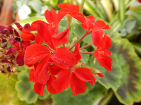 天竺葵唯美图片