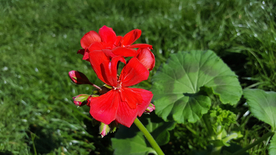 天竺葵唯美图片