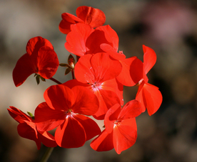 天竺葵唯美图片