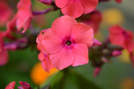 天竺葵唯美图片