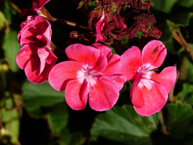 天竺葵唯美图片