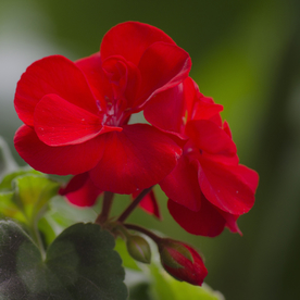 天竺葵唯美图片