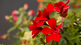 天竺葵唯美图片