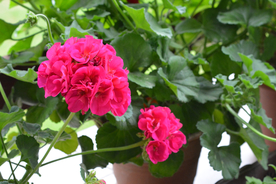 天竺葵唯美图片