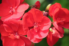 天竺葵唯美图片