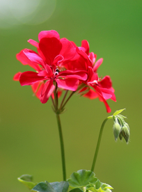 天竺葵唯美图片