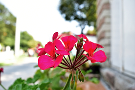 天竺葵唯美图片