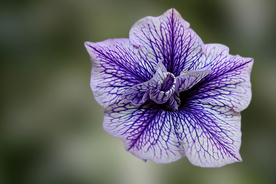 天竺葵唯美图片