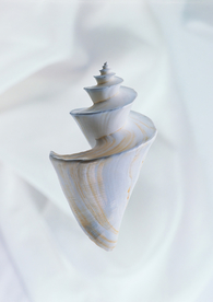 贝壳海螺唯美图片