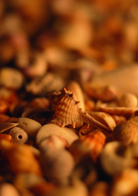 贝壳海螺唯美图片