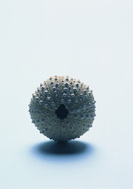 贝壳海螺唯美图片