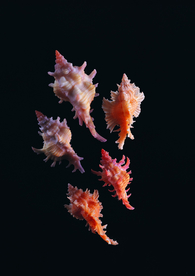 贝壳海螺唯美图片