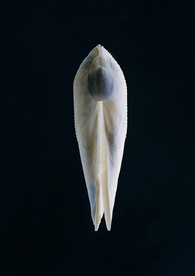 贝壳海螺唯美图片