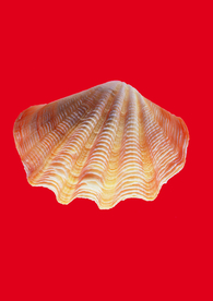 贝壳海螺唯美图片