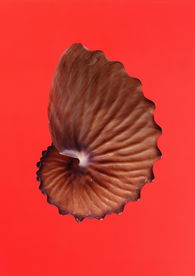 贝壳海螺唯美图片