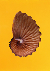 贝壳海螺唯美图片