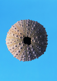 贝壳海螺唯美图片