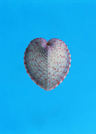 贝壳海螺唯美图片