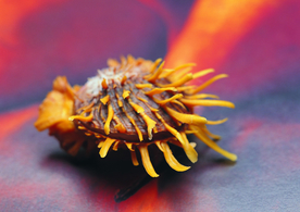 贝壳海螺唯美图片