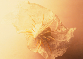 贝壳海螺唯美图片