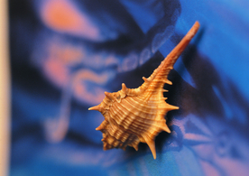 贝壳海螺唯美图片