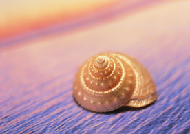 贝壳海螺唯美图片