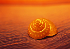 贝壳海螺唯美图片