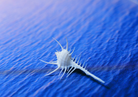 贝壳海螺唯美图片