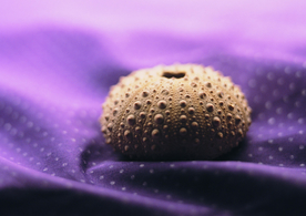 贝壳海螺唯美图片