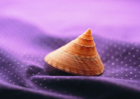 贝壳海螺唯美图片