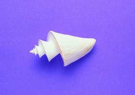 贝壳海螺唯美图片