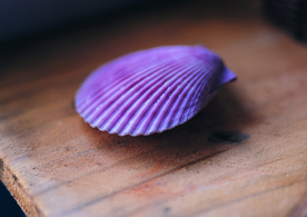 贝壳海螺唯美图片