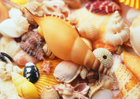 贝壳海螺唯美图片