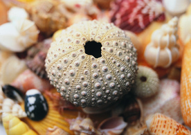 贝壳海螺唯美图片