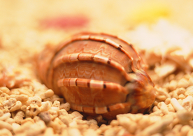 贝壳海螺唯美图片