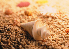 贝壳海螺唯美图片