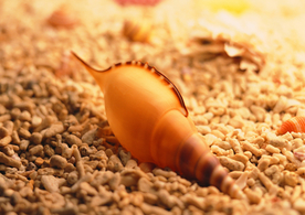 贝壳海螺唯美图片