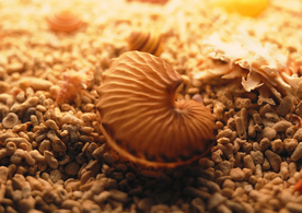 贝壳海螺唯美图片