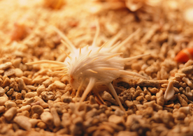 贝壳海螺唯美图片