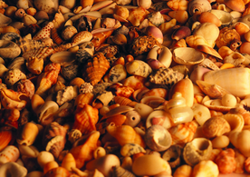 贝壳海螺唯美图片