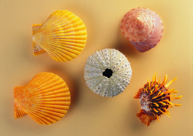 贝壳海螺唯美图片