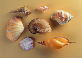 贝壳海螺唯美图片