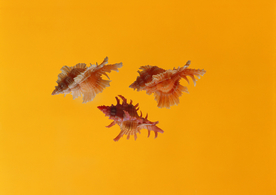 贝壳海螺唯美图片