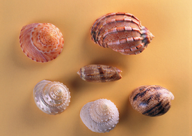 贝壳海螺唯美图片