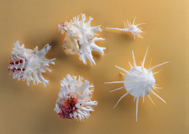 贝壳海螺唯美图片